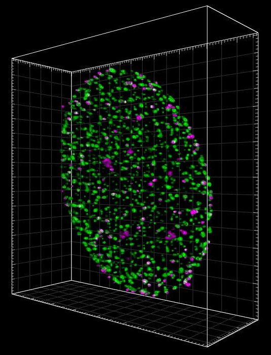 3DSTEDHIVnucleus.jpg